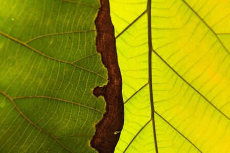 Green leaf texture background