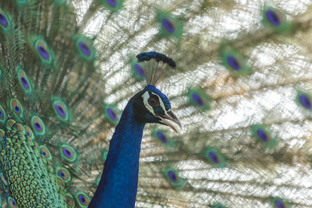 Beautiful peacock showing its beautiful feathersの写真素材