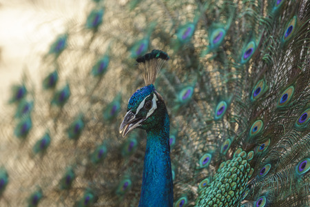 Beautiful peacock showing its beautiful feathersの写真素材