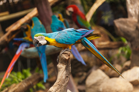 Macaw birds