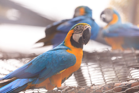 Macaw birdsの写真素材