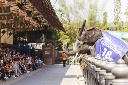 NAKHON PATHOM - MARCH 17: Unidentified Thai and International people enjoy The famous elephant show at The Rose Garden Nakhon Pathom Province on March 17, 2016 in Nakhon Pathom, Thailandのeditorial素材