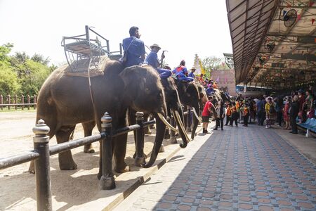 NAKHON PATHOM - MARCH 17: Unidentified Thai and International people enjoy The famous elephant show at The Rose Garden Nakhon Pathom Province on March 17, 2016 in Nakhon Pathom, Thailandのeditorial素材