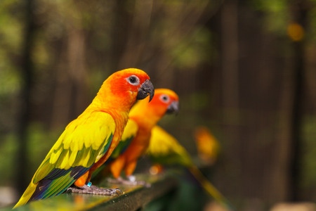 Yellow parrot, Sun Conureの写真素材