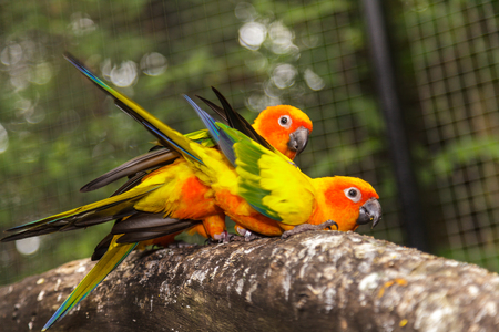 Yellow parrot, Sun Conure