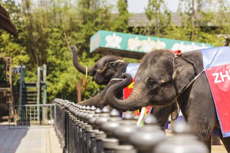 The Elephant Showの写真素材