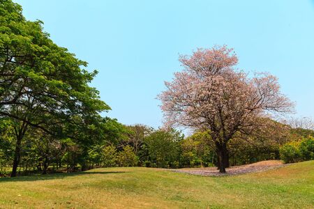 Beautiful Parkの写真素材
