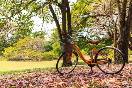 Bicycle in beautiful parkの写真素材