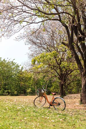 Bicycle in beautiful parkの写真素材