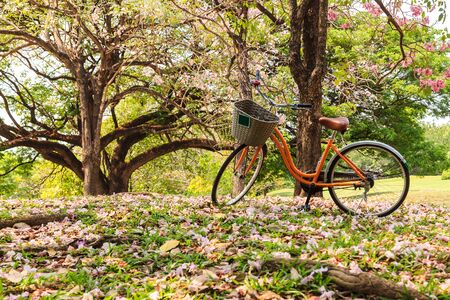 Bicycle in beautiful parkの写真素材