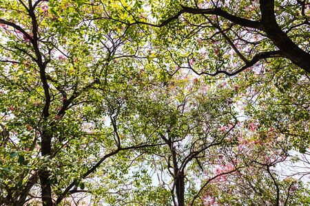 Beautiful Parkの写真素材