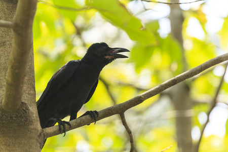 Black Crowの写真素材