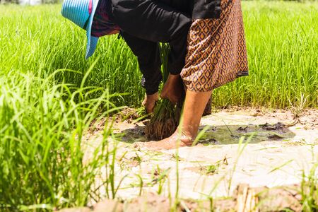 Farmers working in green rice fieldの写真素材