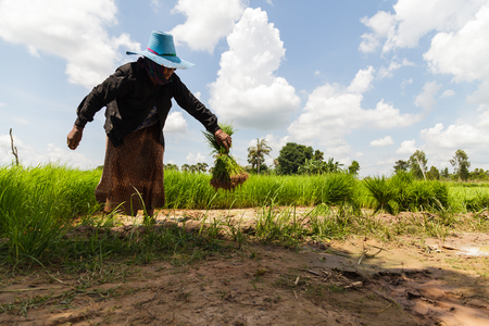 Farmers working in green rice fieldの写真素材