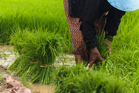 Farmers working in green rice fieldの写真素材