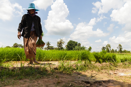 Farmers working in green rice fieldの写真素材