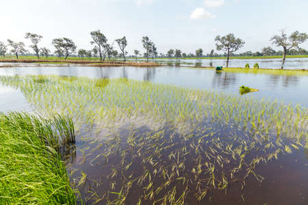 Farmers working in green rice fieldの写真素材
