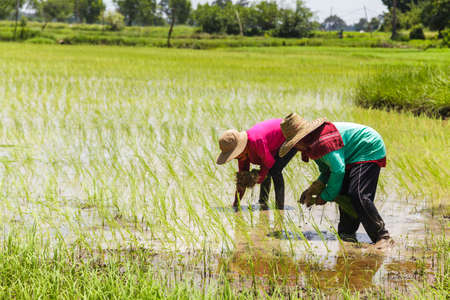 Farmers working in green rice fieldのeditorial素材
