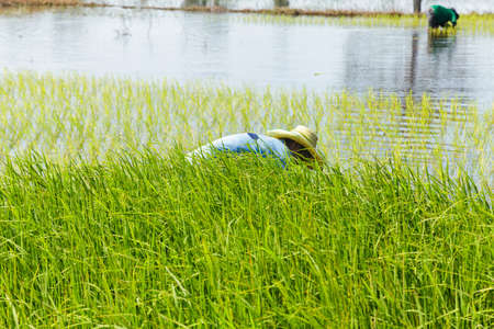 Farmers working in green rice fieldの写真素材