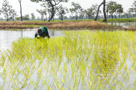 Farmers working in green rice fieldの写真素材