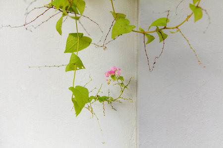 Green ivy leaves on white wall backgroundの写真素材