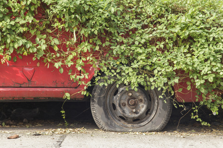 Ivy covered a carの写真素材