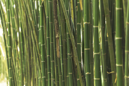 Bamboo backgroundの写真素材