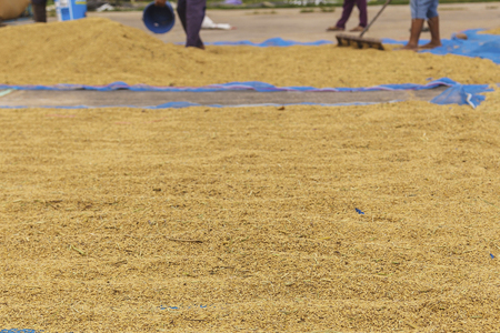 Paddy backgrounds, Farmer drying riceの写真素材