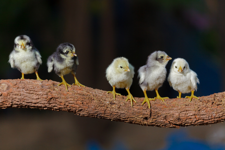 Cute chicks on nature backgroundの写真素材