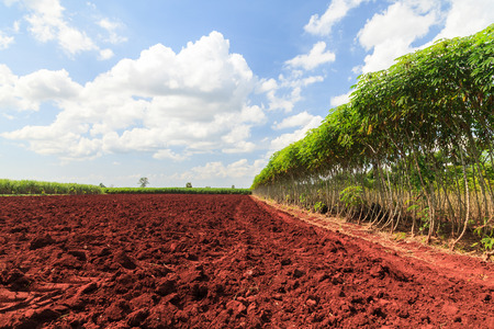 Cassava treeの写真素材