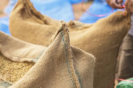 Farmer and paddy rice seed in a Burlap sackの写真素材