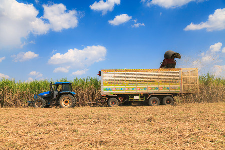 Sugarcane harvester machineの写真素材