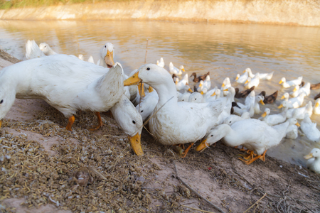 White and Black Duck Chase Fieldの写真素材