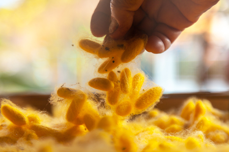 Yellow cocoon silkworm on weave craft backgroundの写真素材