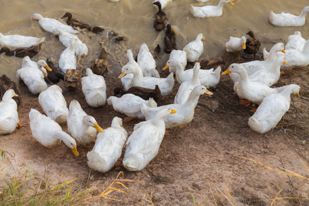 White and Black Duck Chase Fieldの写真素材