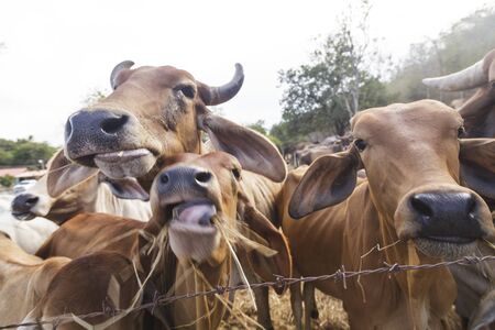 Beef Cattle Cow in outdoor farmの写真素材