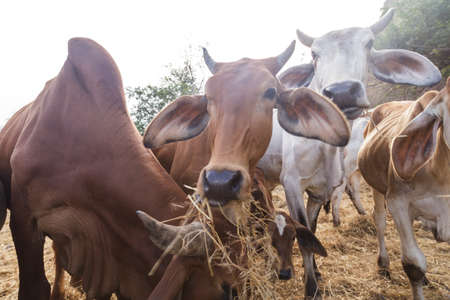 Beef Cattle Cow in outdoor farmの写真素材