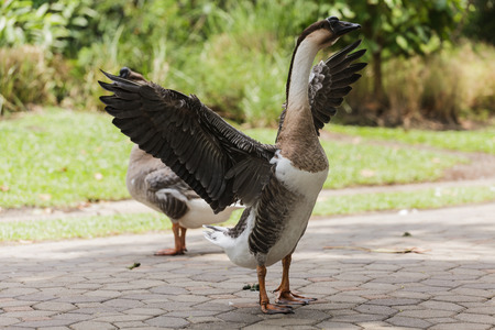 Geese is spreading beautiful wings in the gardenの写真素材
