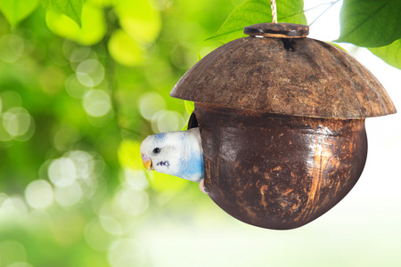 little budgie at tree branch in morning sunlight on nature backgroundの写真素材