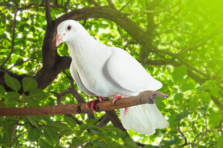 White pigeon at tree branch in morning sunlight on nature backgroundの写真素材