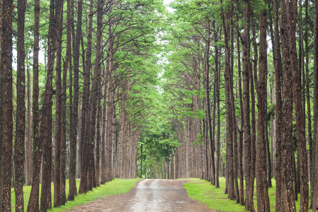 Beautiful landscape of Pine tree on tropical forest in the morningの写真素材