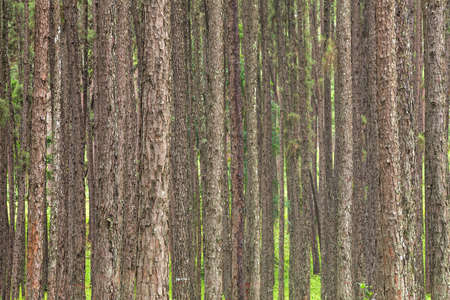 Beautiful landscape of Pine tree on tropical forest in the morning