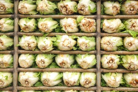 Fresh chinese cabbageの写真素材