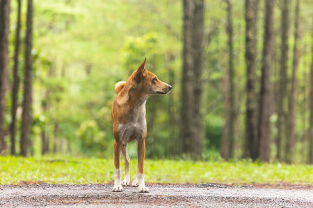 Dog in the pine forestの写真素材