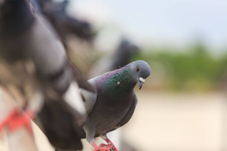 Flock of Black Pigeon in a rowの写真素材