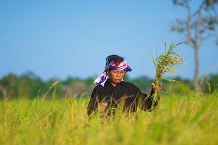 Asian farmer working in the rice fieldの写真素材