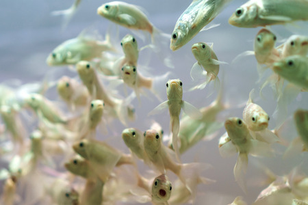 Fish in an aquarium on a white background