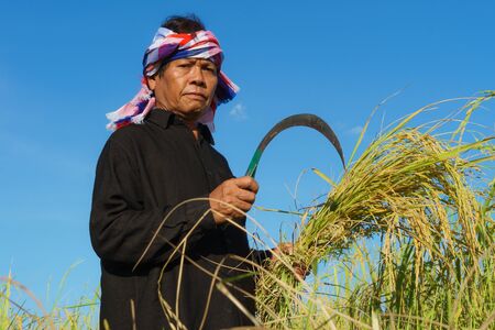 Asian farmer working in the rice fieldの写真素材