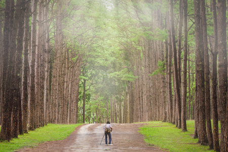 Photographer takes photos with a camera and tripod on a pine forest in the morningの写真素材