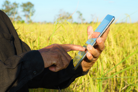 Farmer standing in a rice field with a tablet の写真素材
